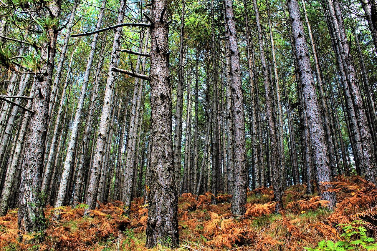 Foresta In Medias Mores 호텔 트리폴리스 외부 사진